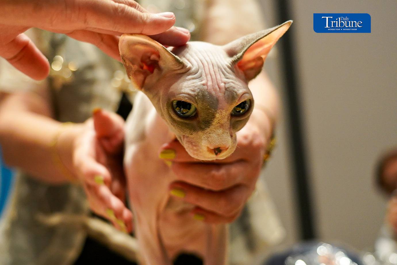 Cat enthusiasts and pet owners visit the 1st WCF Philippines World Show held at One Ayala in Makati. The show runs from 14 to 15 June 2024.